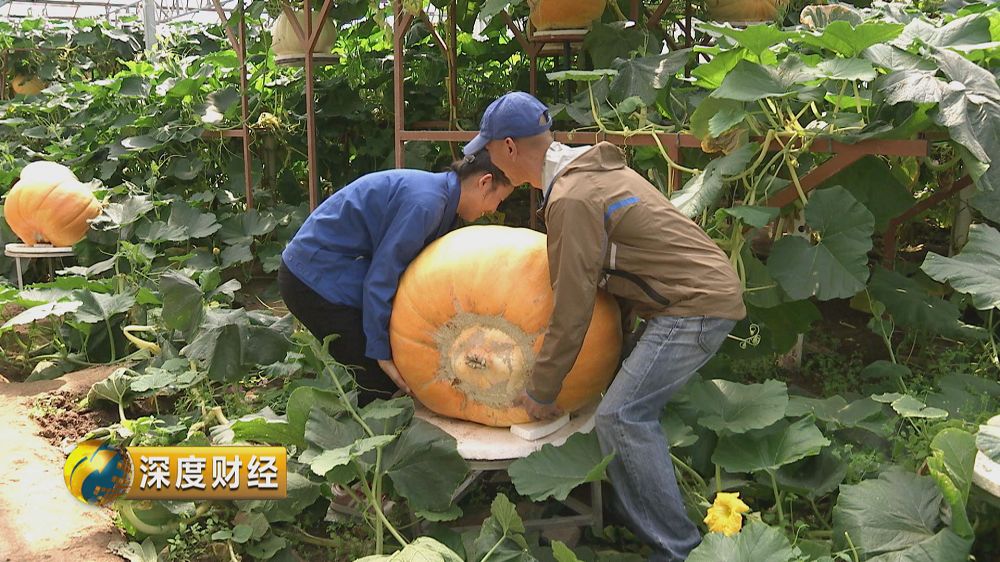 小巷深处的绿意宝藏与独特小店，最新种植探索